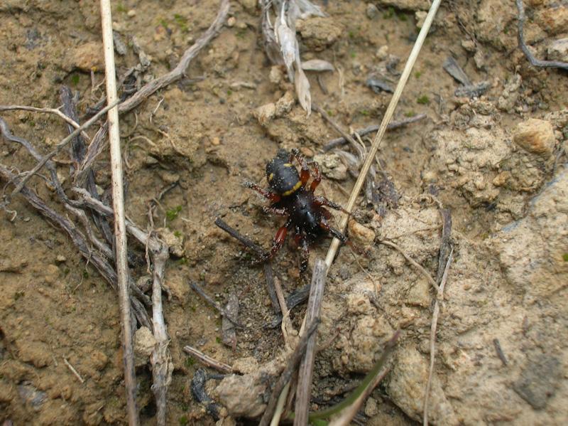 Maschio di Asagena sp.